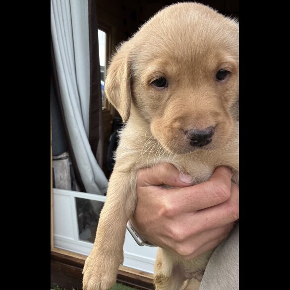 Labrador Retriever - Both