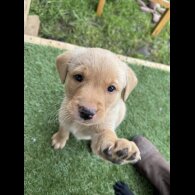 Labrador Retriever - Both