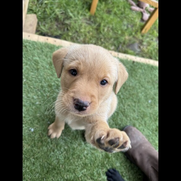 Labrador Retriever - Both