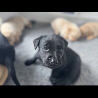 Labrador Retriever - Both