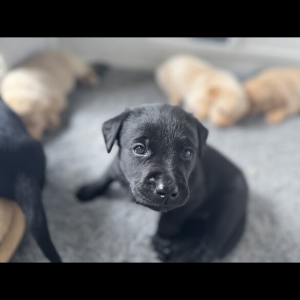 Labrador Retriever - Both