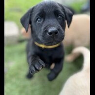 Labrador Retriever - Both