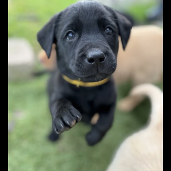 Labrador Retriever - Both