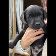 Labrador Retriever - Both