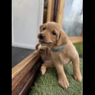 Labrador Retriever - Both