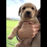 Labrador Retriever - Both