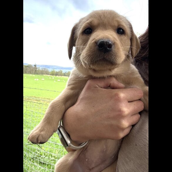 Labrador Retriever - Both