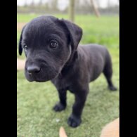 Labrador Retriever - Both