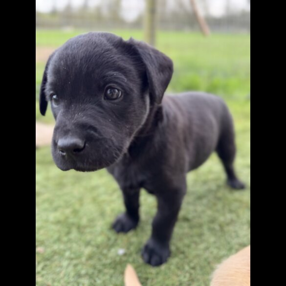 Labrador Retriever - Both