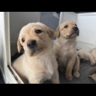 Labrador Retriever - Both