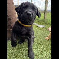 Labrador Retriever - Both