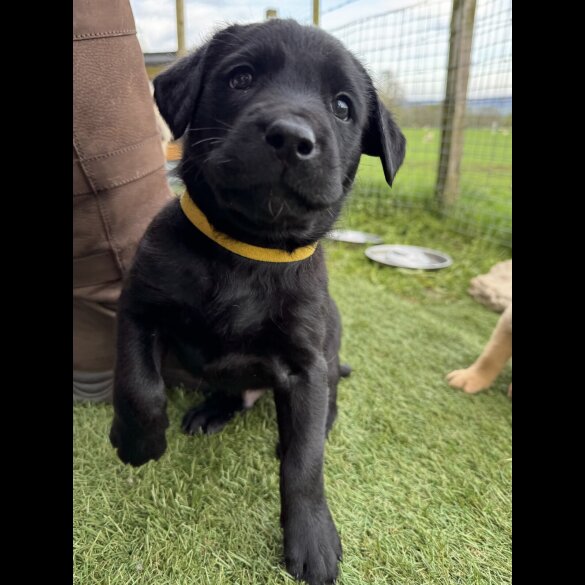 Labrador Retriever - Both