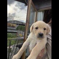 Labrador Retriever - Both