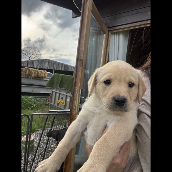 Labrador Retriever - Both