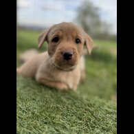 Labrador Retriever - Both