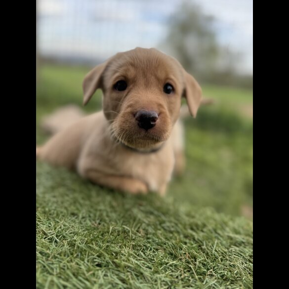 Labrador Retriever - Both