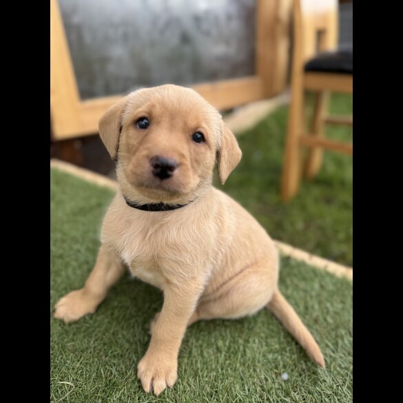 Labrador Retriever - Both