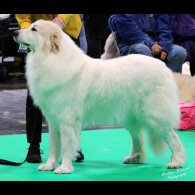 Pyrenean Mountain Dog - Both