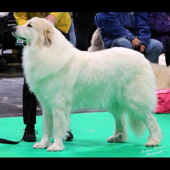 Pyrenean Mountain Dog - Both