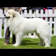 Pyrenean Mountain Dog - Both