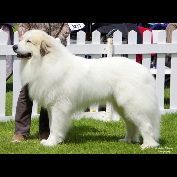 Pyrenean Mountain Dog - Both