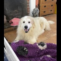 Pyrenean Mountain Dog - Both