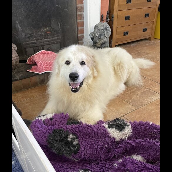 Pyrenean Mountain Dog - Both