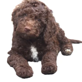 Labradoodle - Both