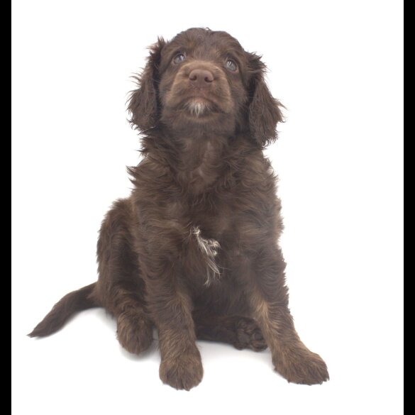 Labradoodle - Both