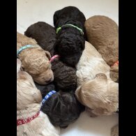 Labradoodle - Both
