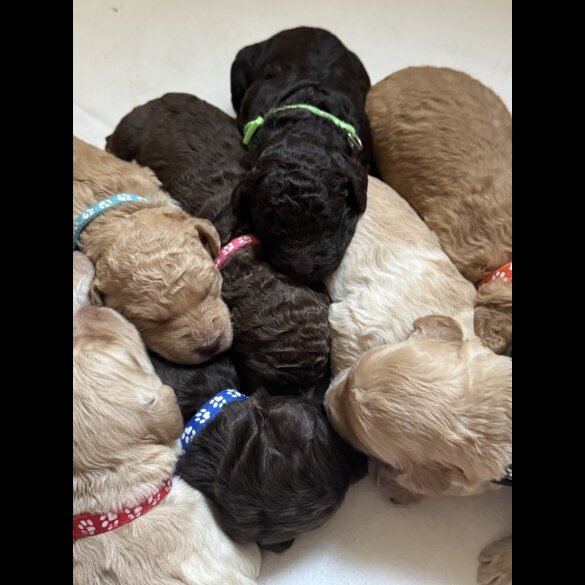 Labradoodle - Both