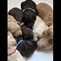 Labradoodle - Both