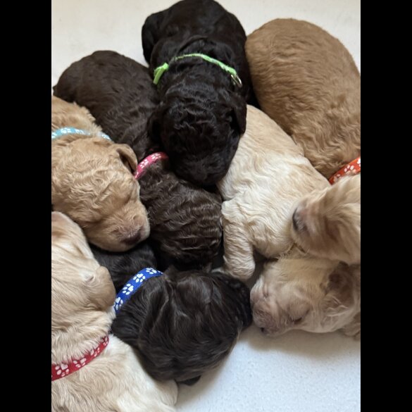 Labradoodle - Both