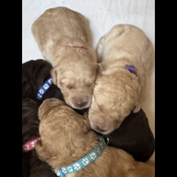 Labradoodle - Both
