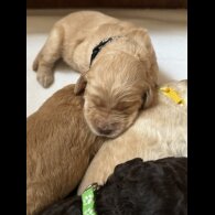Labradoodle - Both