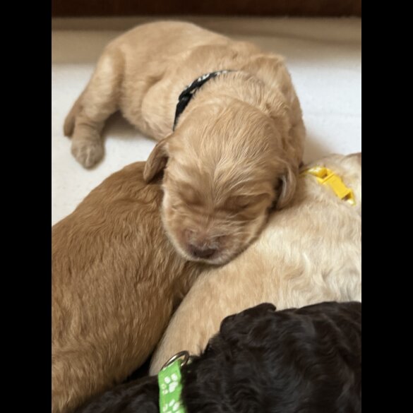 Labradoodle - Both