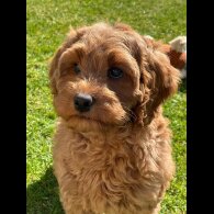 Labradoodle - Bitches