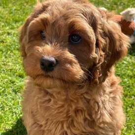 Labradoodle - Bitches