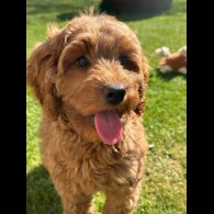 Labradoodle - Bitches