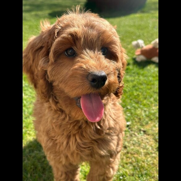 Labradoodle - Bitches