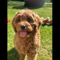 Labradoodle - Bitches