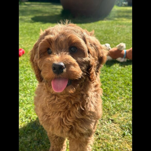 Labradoodle - Bitches