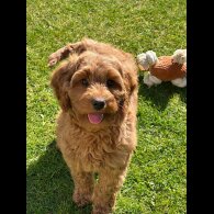 Labradoodle - Bitches