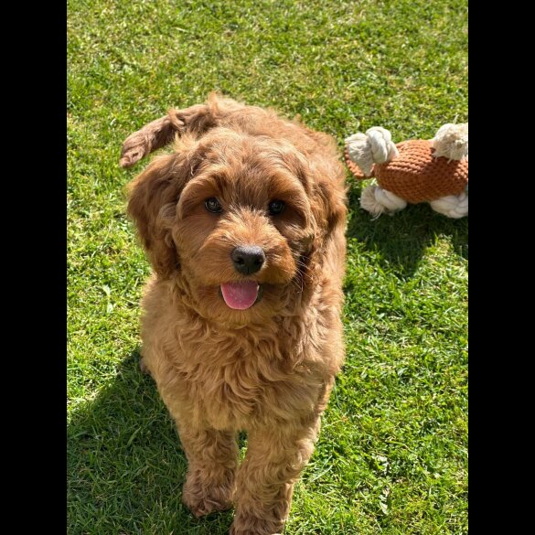 Labradoodle - Bitches