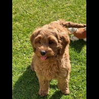 Labradoodle - Bitches