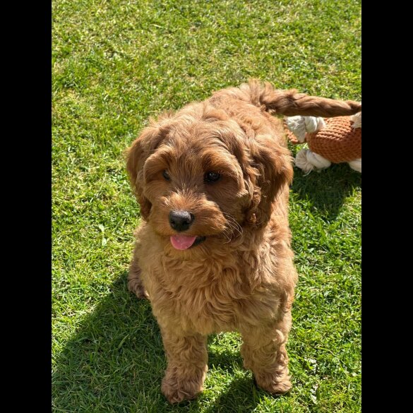 Labradoodle - Bitches