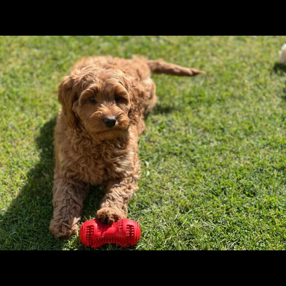 Labradoodle - Bitches