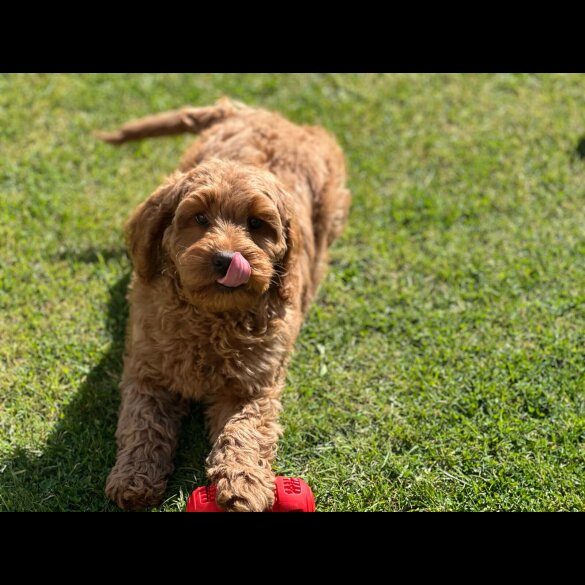 Labradoodle - Bitches