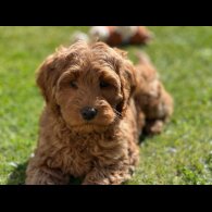 Labradoodle - Bitches