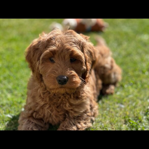 Labradoodle - Bitches